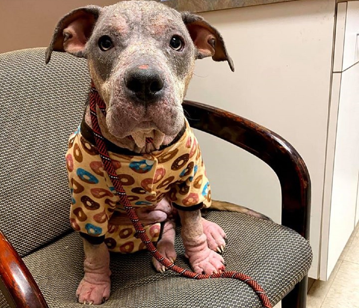 Sick And Abandoned Pup Now Thriving, Thanks To Some Love And Care - Pup ...