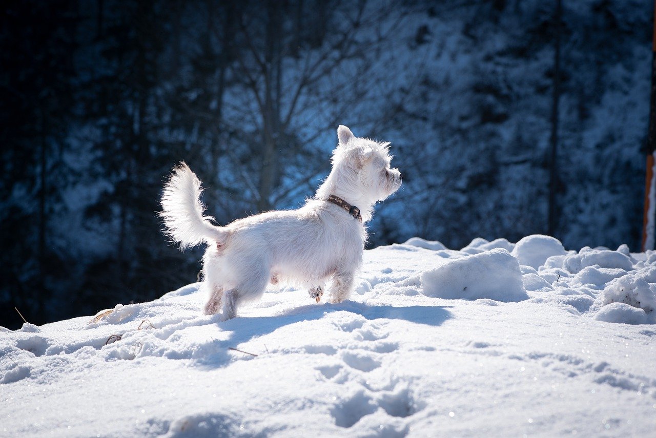 Белая собака на снегу