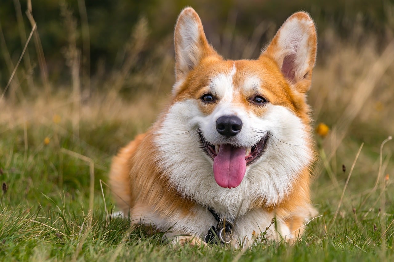 Vet Tech Hilariously Recreates The Reaction Of Different Dog Breeds To ...